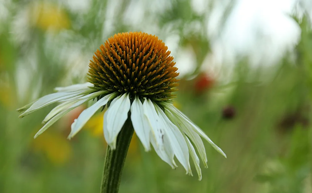 flower flower