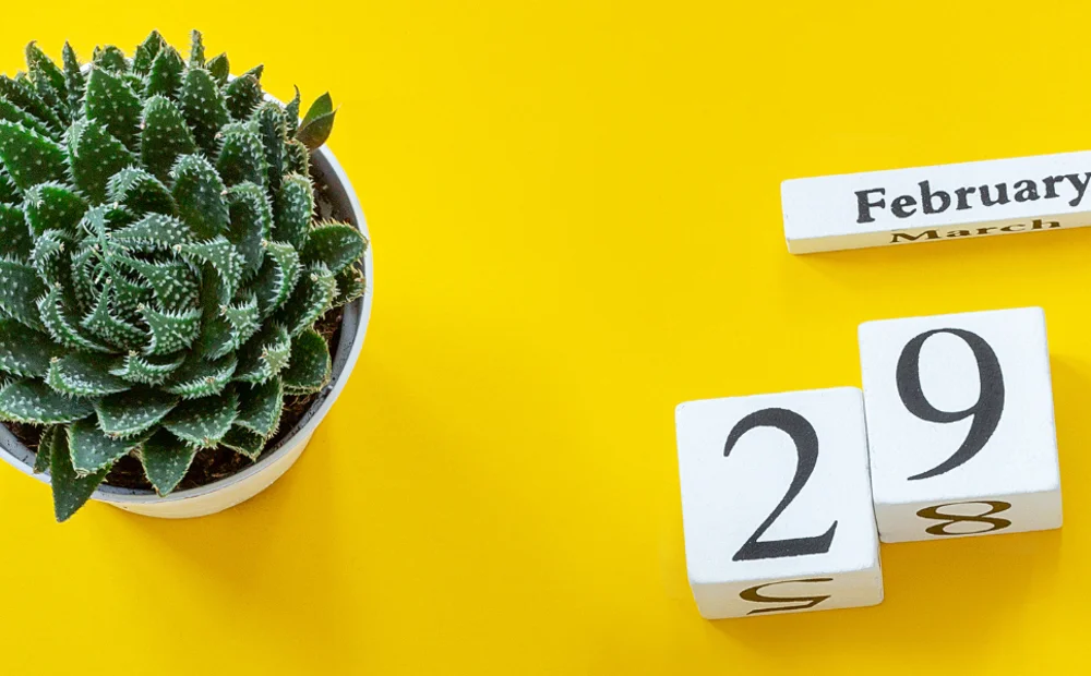blocks of 'february 29' and small succulent blocks of 'february 29' and small succulent