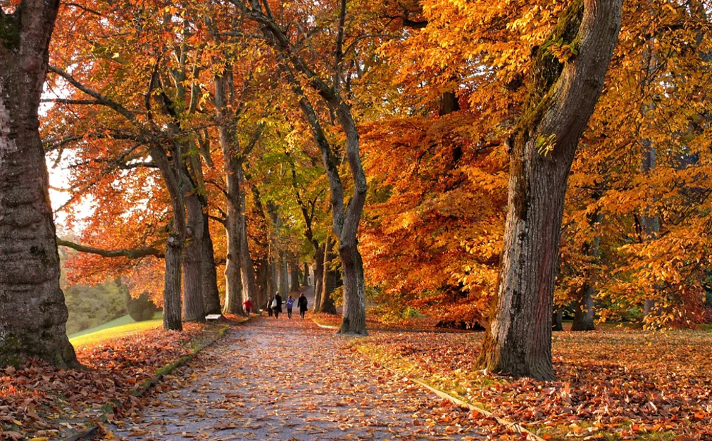 a path with trees lining it and orange leaves on the ground a path with trees lining it and orange leaves on the ground