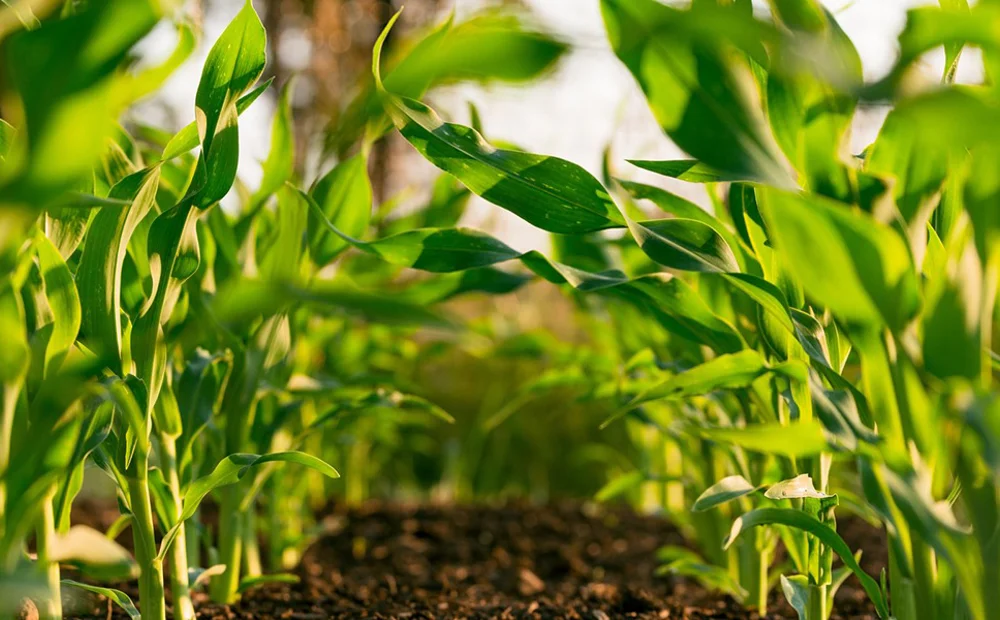 plant growing out of soil plant growing out of soil