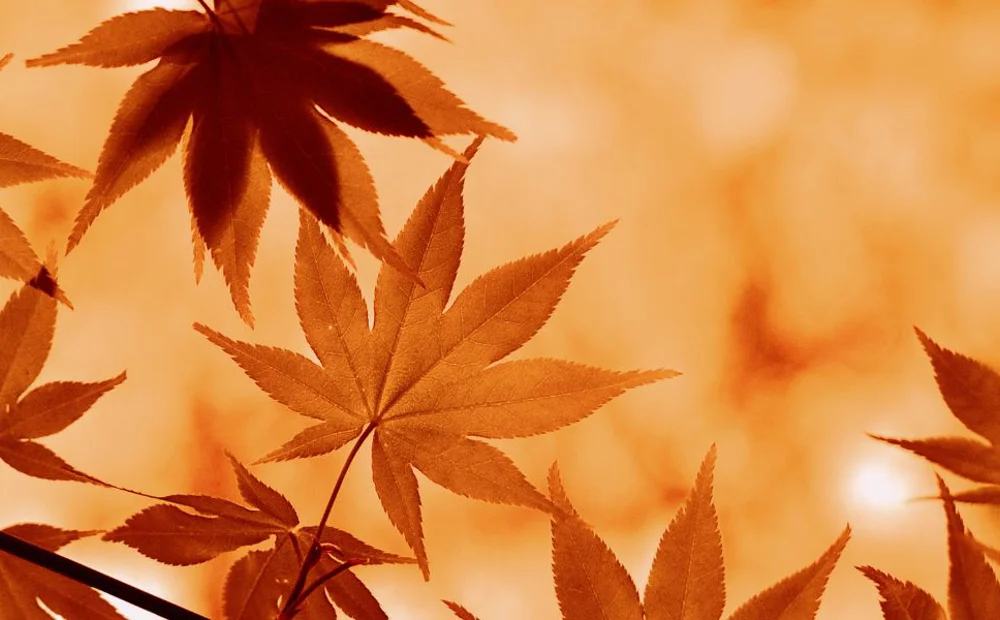 orange autumn leaves orange autumn leaves